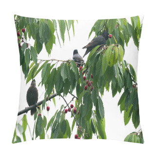 Personality  The Starlings Eat The Harvest Of Ripe Cherry. Agricultural Pest. Selective Focus. Pillow Covers