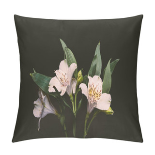 Personality  Close-up View Of Beautiful Tender Flowers With Green Leaves Isolated On Black Pillow Covers