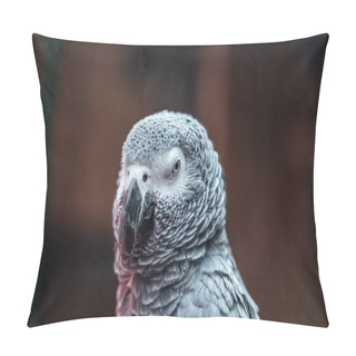 Personality  Close Up View Of Vivid Grey Exotic Fluffy Parrot  Pillow Covers