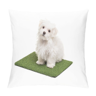 Personality  Cute Maltese Puppy Dog Sitting On Section Of Artificial Turf Grass On White Background Pillow Covers
