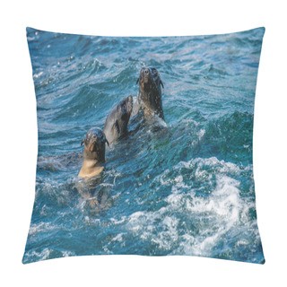 Personality  Seals Swim In The Water. Cape Fur Seal, Scientific Name: Arctocephalus Pusilus. Seal Island, False Bay, South Africa . Pillow Covers