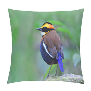 Personality  Side View Of Most Beautiful Bird In Thailand, Malayan Banded Pitta Standing On Rock Among Its Habitatation Environment Pillow Covers