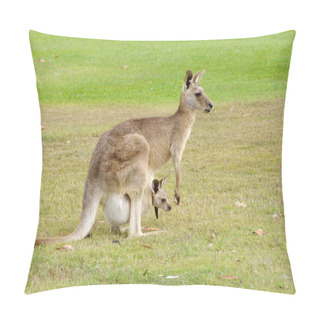 Personality  Female Kangaroo With Baby In A National Park Near Cairns - Australia Pillow Covers