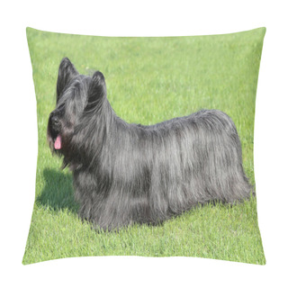 Personality  Black Skye Terrier On A Green Grass Lawn Pillow Covers