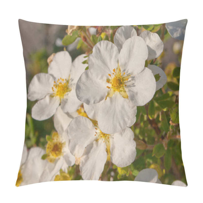 Personality  Spring flowers, white name Potentilla fruticosa. Macro close-up Potentilla fruticosa, shrub ornamental and medicinal herb. pillow covers