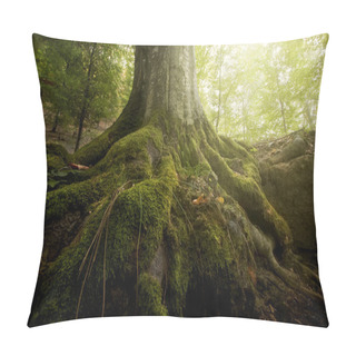Personality  Roots Of Tree With Green Moss In Green Forest Pillow Covers