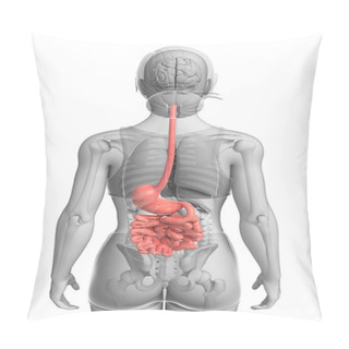 Personality  Small Intestine Anatomy Of Female Pillow Covers