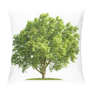 Personality  An Isolated Plane Tree On A White Background Pillow Covers