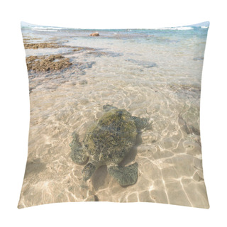 Personality  Turtle Pillow Covers
