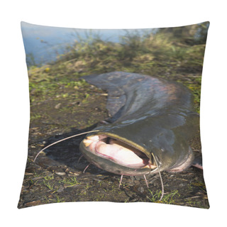 Personality  European Catfish In Nature Pillow Covers
