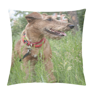 Personality  Dog Irish Terrier  Pillow Covers