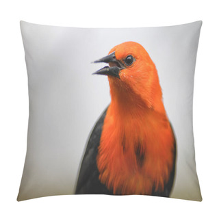 Personality  Scarlet-headed Blackbird - Amblyramphus Holosericeus, Portrait Of Beautiful Perching Bird From South American Wetlands, Brazil. Pillow Covers