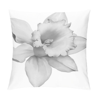 Personality  Daffodil Flower Isolated Pillow Covers