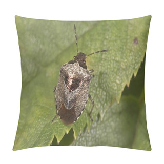 Personality  Shield Bug Detailed Macro Shot View Pillow Covers