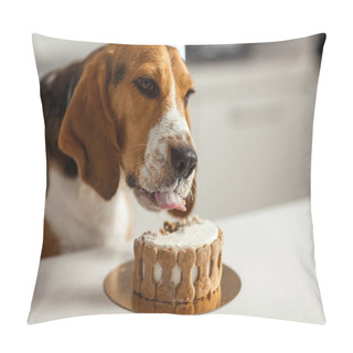 Personality  Birthday For A Dog Of Breed Beagle. Happy Dog Eats Delicious Cake And Licks His Tongue. Pillow Covers