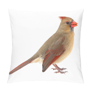 Personality  Northern Cardinal, Cardinalis Cardinalis, Isolated Pillow Covers