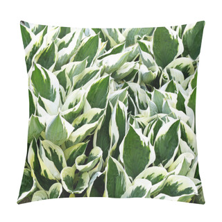 Personality  Variegated Green And White Leaves Of The Hosta Plant - A Garden Favorite Pillow Covers