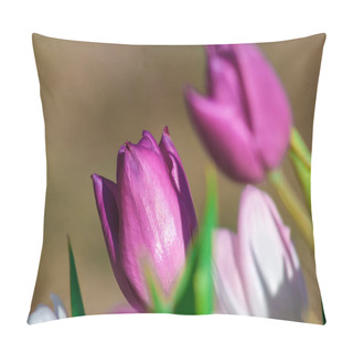 Personality  As Sunlight Floods The Garden, Tulips Awaken, Their Petals Unfurling In A Riot Of Color And Light Pillow Covers