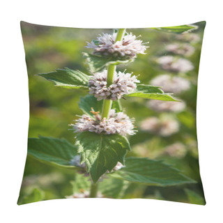 Personality  Mentha Spicata (Spearmint, Spear Mint) Pillow Covers