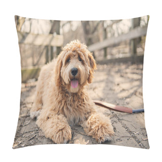 Personality  Golden Labradoodle Dog Outside In Fall Season Pillow Covers