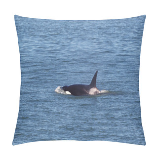 Personality  Young Mature Orca Whale Swimming In The Ocean  Pillow Covers