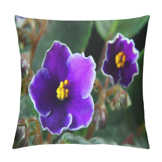 Personality  African Violet (Saintpaulia) Pillow Covers