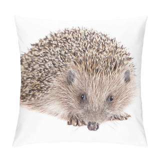 Personality  Cute Wild Hedgehog Isolated Pillow Covers