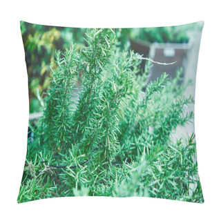 Personality  Close-up Of Vibrant Green Rosemary Herbs Growing In A Garden Setting, Symbolizing Freshness And Natural Culinary Ingredients. Pillow Covers