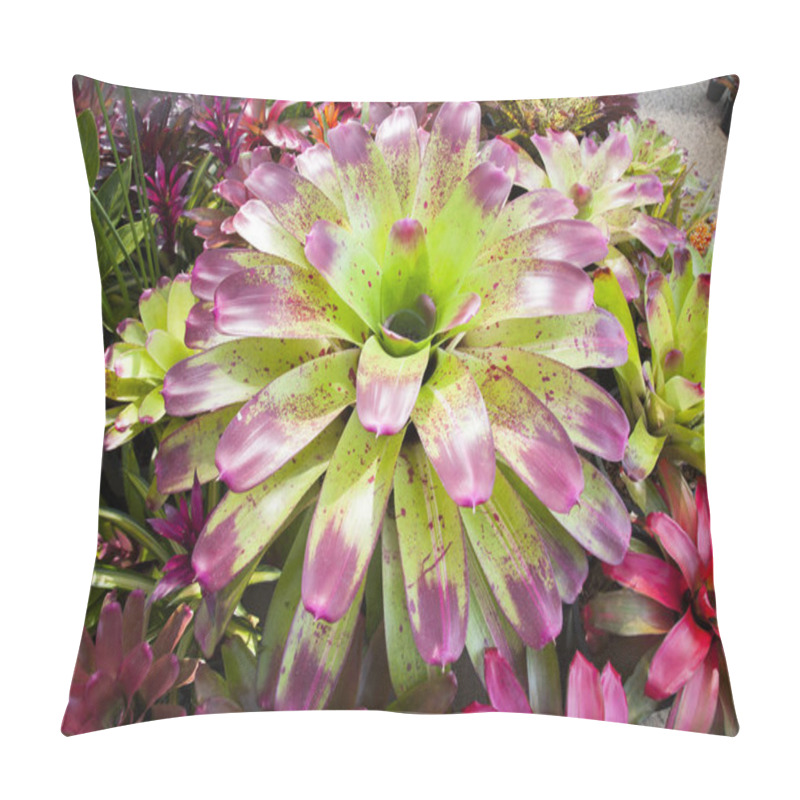 Personality  Bromeliad flower in the garden with nature,Bromeliad flower in various color in garden for postcard beauty decoration and agriculture concept design. pillow covers