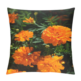 Personality  Marigolds Close-up On A Flower Bed In The Garden In The Light Of The Sun. Pillow Covers