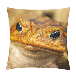 Personality  Large Tropical Toad Close-up Pillow Covers