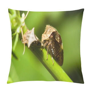 Personality  A Pair Of Shield Bugs. Pillow Covers