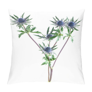 Personality  Feverweed (Eryngium)  Isolate On White Pillow Covers