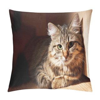 Personality  Nice Cat Pillow Covers