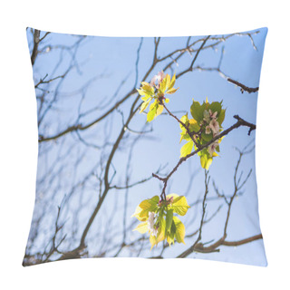 Personality  Flowers On Branches Of Tree Against Cloudless Blue Sky  Pillow Covers