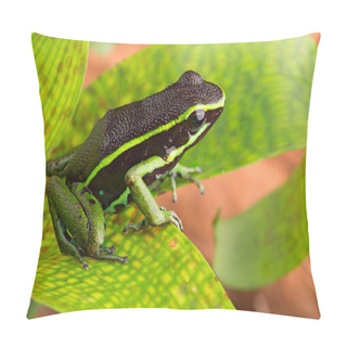 Personality  Striped Poison Dart Frog Pillow Covers