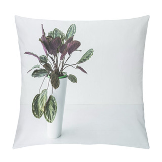 Personality  Calathea In Pot With Colorful Leaves Isolated On Grey Background Pillow Covers