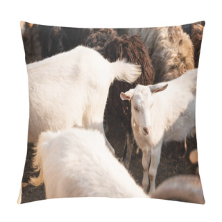 Personality  White Goats Grazing In Sheep Herd Outdoors Pillow Covers