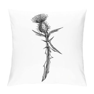 Personality Thistle Or Daisy Flower. Botanical Illustration. Good For Cosmetics, Medicine, Treating, Aromatherapy, Nursing, Package Design, Field Bouquet. Hand Drawn Wild Hay Flowers Pillow Covers