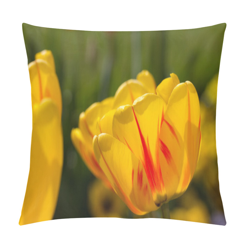 Personality  Yellow Tulip closeup pillow covers