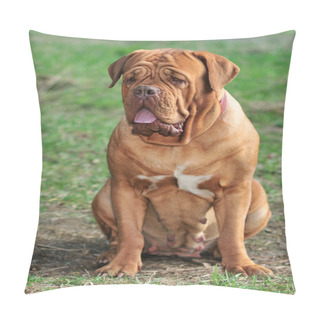 Personality  Big Dogue De Bordeaux Pillow Covers