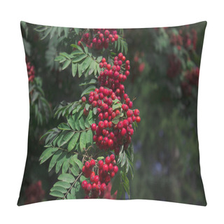 Personality  Rowan Berries In Natural Setting Pillow Covers