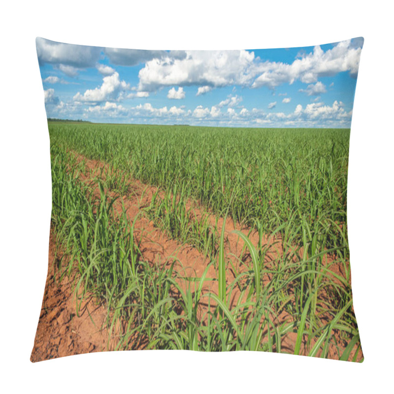 Personality  sugar cane seedlings planted in a field in Brazil pillow covers