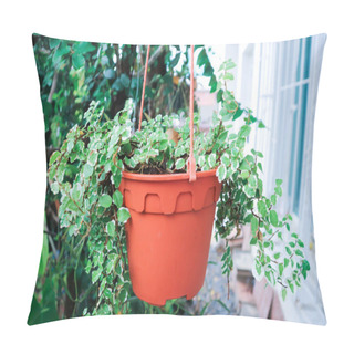 Personality  Ficus Pumila L, Climbing Fig Or MORACEAE Or Ficus Pumila Plant Pillow Covers