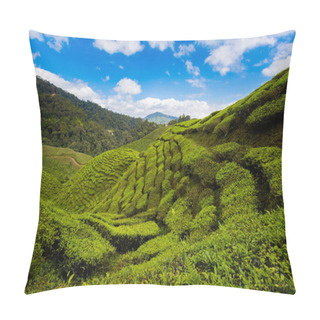 Personality  Beautiful Landscape Taken On Bharat Tea Plantation In Cameron Highlands Mountains In National Park In Malaysia. Agriculture Of South East Asia. Pillow Covers