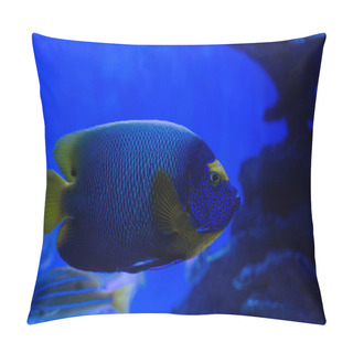 Personality Selective Focus Of Fishes Swimming Under Water In Aquarium With Blue Lighting Pillow Covers