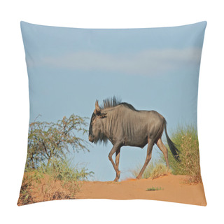Personality  A Blue Wildebeest (Connochaetes Taurinus) Walking On A Sand Dune, Kalahari Desert, South Africa Pillow Covers