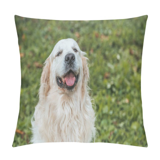 Personality  Cute Retriever Dog Showing Tongue Out And Looking At Camera While Sitting On Grass In Park Pillow Covers