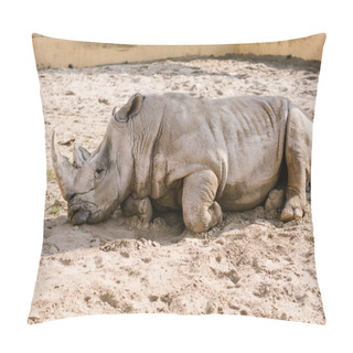 Personality  Closeup View Of White Rhino Laying On Sand At Zoo  Pillow Covers