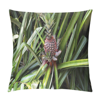 Personality  Pineapple Plant Botanical Photo. Pineapple Fruit On Bush. Tropical Garden Harvest. Growing Pineapple Flower. Wild Jungle Forest Botany. Exotic Fruit On Green Grass. Tropical Fruit Plantation In Asia Pillow Covers